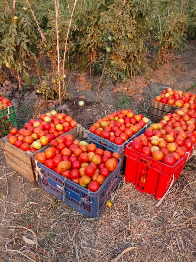 Tomatos - Fresh From Farm